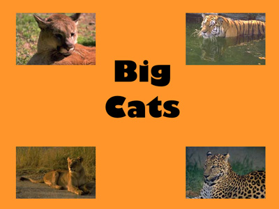 Big Cats (Director)